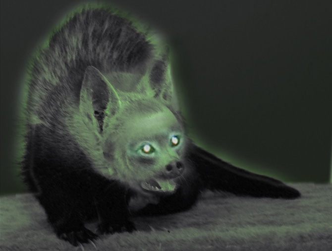 animaliemaja_gehrig_webinpost